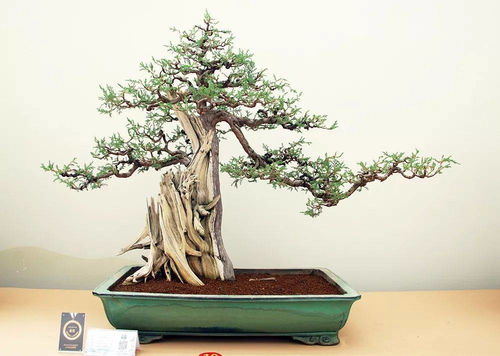 金獎作品來了 2019中國森林旅游節(jié)全國精品盆景展中的盆景藝術(shù)