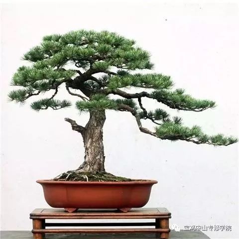 這3種盆景養(yǎng)成精品，價值上萬——盆景藝術(shù)投資指南