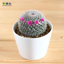 仙人球與多肉植物 春季養護與秋冬盆景的完美搭配